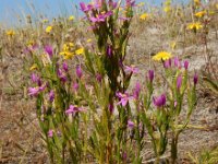 Centaurium littorale 22, Strandduizendguldenkruid, Saxifraga-Ed Stikvoort