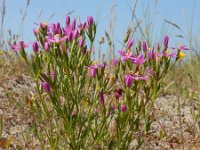 Centaurium littorale 23, Strandduizendguldenkruid, Saxifraga-Ed Stikvoort