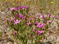 Centaurium littorale 24, Strandduizendguldenkruid, Saxifraga-Ed Stikvoort