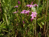 Centaurium littorale 25, Strandduizendguldenkruid, Saxifraga-Ed Stikvoort