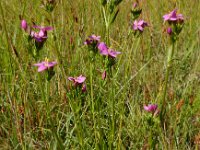 Centaurium littorale 27, Strandduizendguldenkruid, Saxifraga-Ed Stikvoort