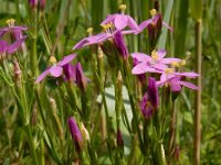 Centaurium littorale 28, Strandduizendguldenkruid, Saxifraga-Ed Stikvoort