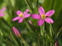 Centaurium littorale 3, Strandduizendguldenkruid, Saxifraga-Hans Dekker