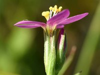 Centaurium littorale 34, Strandduizendguldenkruid, Saxifraga-Sonja Bouwman