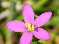 Centaurium littorale 35, Strandduizendguldenkruid, Saxifraga-Sonja Bouwman