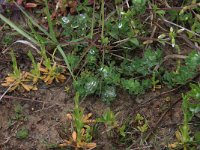 Centaurium littorale 4, Strandduizendguldenkruid, Saxifraga-Hans Boll