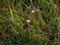 Centaurium littorale 5, Strandduizendguldenkruid, Saxifraga-Hans Boll