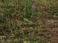 Centaurium littorale 6, Strandduizendguldenkruid, Saxifraga-Hans Boll