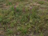 Centaurium littorale 7, Strandduizendguldenkruid, Saxifraga-Hans Boll