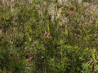 Centaurium littorale 9, Strandduizendguldenkruid, Saxifraga-Hans Boll