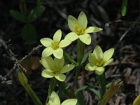 Centaurium maritimum, Yellow Centaury