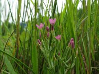 Centaurium pulchellum 1, Fraai duizendguldenkruid, Saxifraga-Rutger Barendse