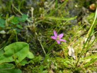 Centaurium pulchellum 10, Fraai duizendguldenkruid, Saxifraga-Rutger Barendse