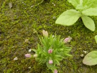 Centaurium pulchellum 11, Fraai duizendguldenkruid, Saxifraga-Rutger Barendse