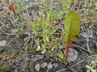 Centaurium pulchellum 12, Fraai duizendguldenkruid, Saxifraga-Rutger Barendse