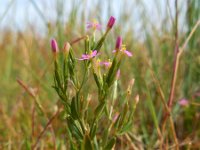 Centaurium pulchellum 13, Fraai duizendguldenkruid, Saxifraga-Ed Stikvoort