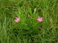 Centaurium pulchellum 14, Fraai duizendguldenkruid, Saxifraga-Ed Stikvoort