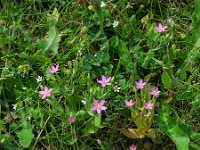 Centaurium pulchellum 16, Fraai duizendguldenkruid, Saxifraga-Ed Stikvoort