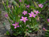 Centaurium pulchellum 17, Fraai duizendguldenkruid, Saxifraga-Ed Stikvoort