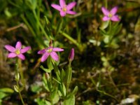 Centaurium pulchellum 18, Fraai duizendguldenkruid, Saxifraga-Ed Stikvoort