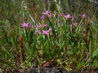 Centaurium pulchellum 19, Fraai duizendguldenkruid, Saxifraga-Ed Stikvoort