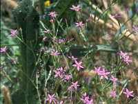 Centaurium pulchellum 2, Fraai duizendguldenkruid, Saxifraga-Inigo Sanchez