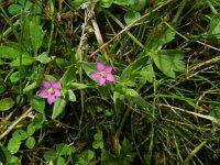 Centaurium pulchellum 21, Fraai duizendguldenkruid, Saxifraga-Rutger Barendse