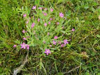 Centaurium pulchellum 22, Fraai duizendguldenkruid, Saxifraga-Rutger Barendse