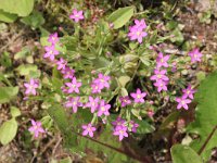 Centaurium pulchellum 4, Fraai duizendguldenkruid, Saxifraga-Rutger Barendse