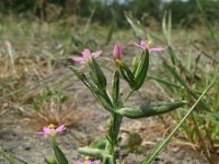 Centaurium pulchellum 5, Fraai duizendguldenkruid, Saxifraga-Rutger Barendse