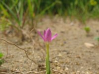 Centaurium pulchellum 6, Fraai duizendguldenkruid, Saxifraga-Rutger Barendse