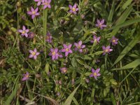 Centaurium pulchellum 7, Fraai duizendguldenkruid, Saxifraga-Jan van der Straaten