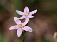 Centaurium pulchellum 8, Fraai duizendguldenkruid, Saxifraga-Hans Dekker