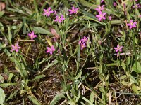 Centaurium pulchellum 9, Fraai duizendguldenkruid, Saxifraga-Peter Meininger