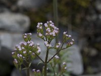 Centranthus calcitrapae 10, Saxifraga-Willem van Kruijsbergen