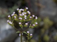 Centranthus calcitrapae 9, Saxifraga-Willem van Kruijsbergen