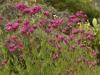 Centranthus ruber 1, Rode spoorbloem, Saxifraga-Willem van Kruijsbergen