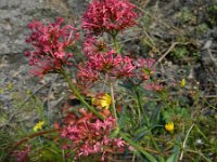 Centranthus ruber 10, Rode spoorbloem, Saxifraga-Rutger Barendse