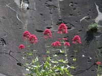 Centranthus ruber 11, Rode spoorbloem, Saxifraga-Rutger Barendse