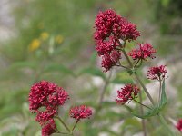 Centranthus ruber 12, Rode spoorbloem, Saxifraga-Rutger Barendse