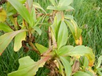 Centranthus ruber 13, Rode spoorbloem, Saxifraga-Rutger Barendse