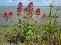 Centranthus ruber 14, Rode spoorbloem, Saxifraga-Ed Stikvoort