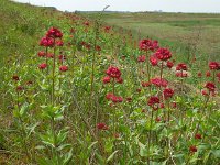 Centranthus ruber 15, Rode spoorbloem, Saxifraga-Ed Stikvoort