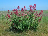 Centranthus ruber 16, Rode spoorbloem, Saxifraga-Ed Stikvoort