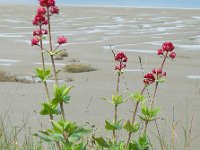 Centranthus ruber 17, Rode spoorbloem, Saxifraga-Ed Stikvoort