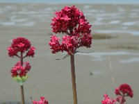 Centranthus ruber 18, Rode spoorbloem, Saxifraga-Ed Stikvoort