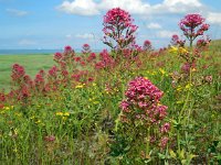 Centranthus ruber 19, Rode spoorbloem, Saxifraga-Ed Stikvoort