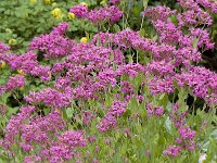 Centranthus ruber 2, Rode spoorbloem, Saxifraga-Willem van Kruijsbergen