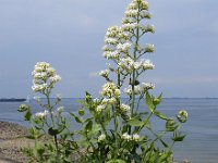 Centranthus ruber 20, Rode spoorbloem, Saxifraga-Ed Stikvoort