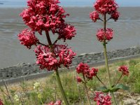 Centranthus ruber 21, Rode spoorbloem, Saxifraga-Ed Stikvoort